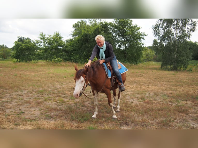 American Quarter Horse Mix Stute 19 Jahre 145 cm  in Schildow
