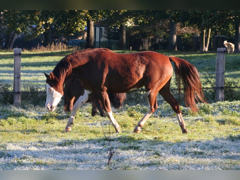 American Quarter Horse Mix Stute 19 Jahre 145 cm  in Schildow