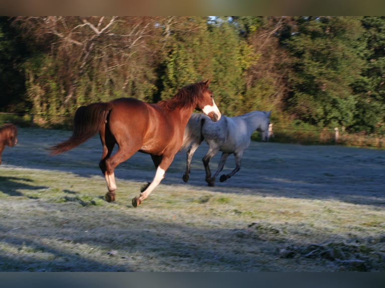 American Quarter Horse Mix Stute 19 Jahre 145 cm  in Schildow