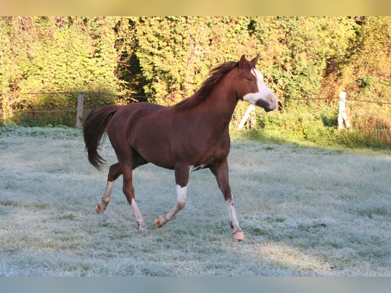 American Quarter Horse Mix Stute 19 Jahre 145 cm  in Schildow
