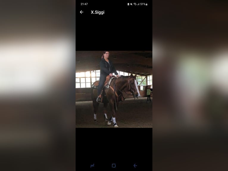 American Quarter Horse Stute 19 Jahre 148 cm Dunkelfuchs in Lachendorf/ Jarnsen