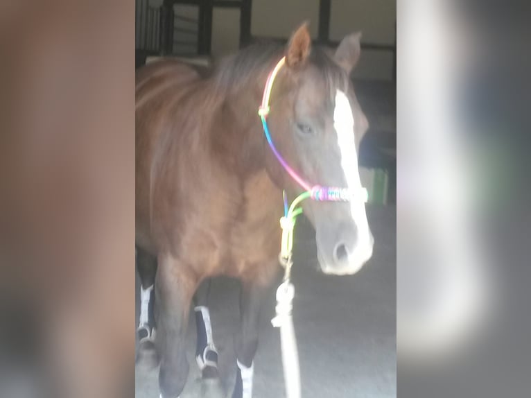American Quarter Horse Stute 19 Jahre 148 cm Dunkelfuchs in Lachendorf/ Jarnsen