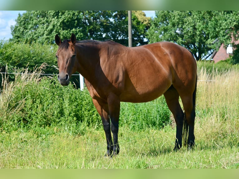 American Quarter Horse Stute 19 Jahre 150 cm Brauner in Lüdinghausen