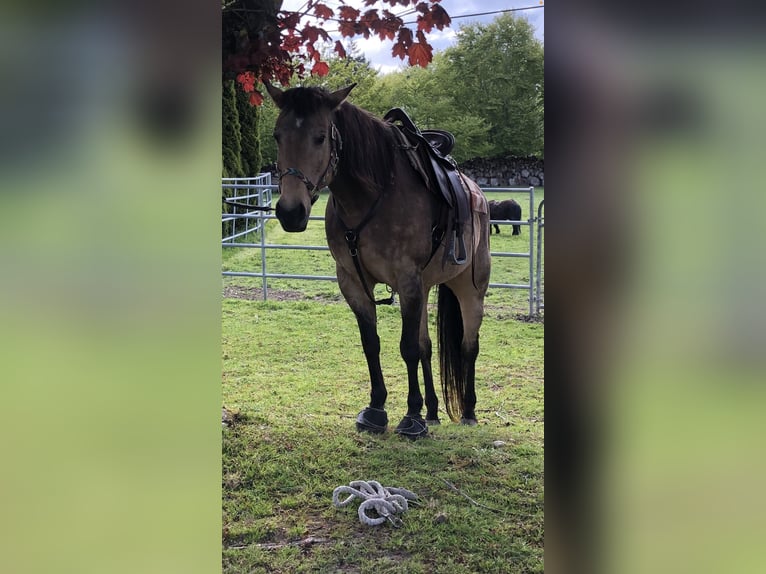 American Quarter Horse Stute 19 Jahre 152 cm Buckskin in Bow