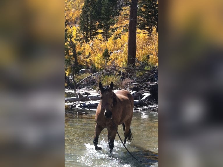 American Quarter Horse Stute 19 Jahre 152 cm Buckskin in Bow