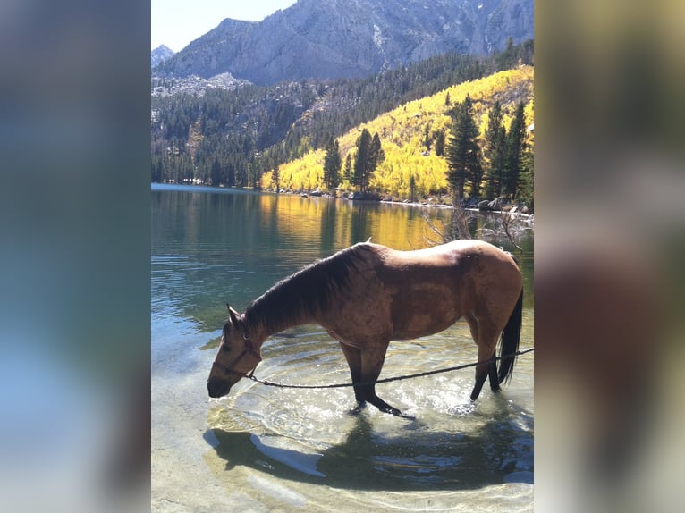 American Quarter Horse Stute 19 Jahre 152 cm Buckskin in Bow