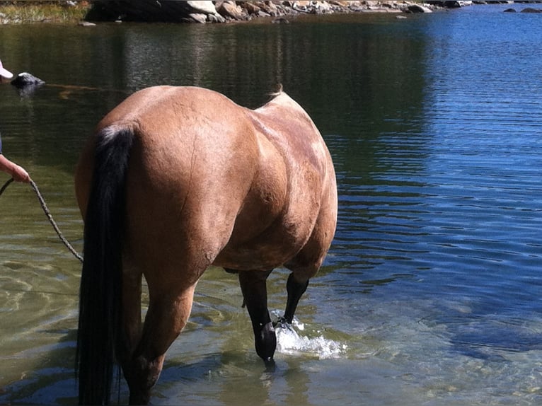 American Quarter Horse Stute 19 Jahre 152 cm Buckskin in Bow