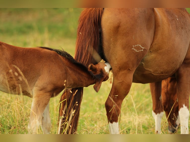 American Quarter Horse Stute 19 Jahre 152 cm Fuchs in Waldshut-Tiengen