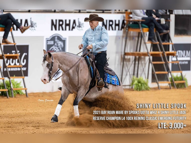 American Quarter Horse Stute 19 Jahre 152 cm Palomino in Whitesboro