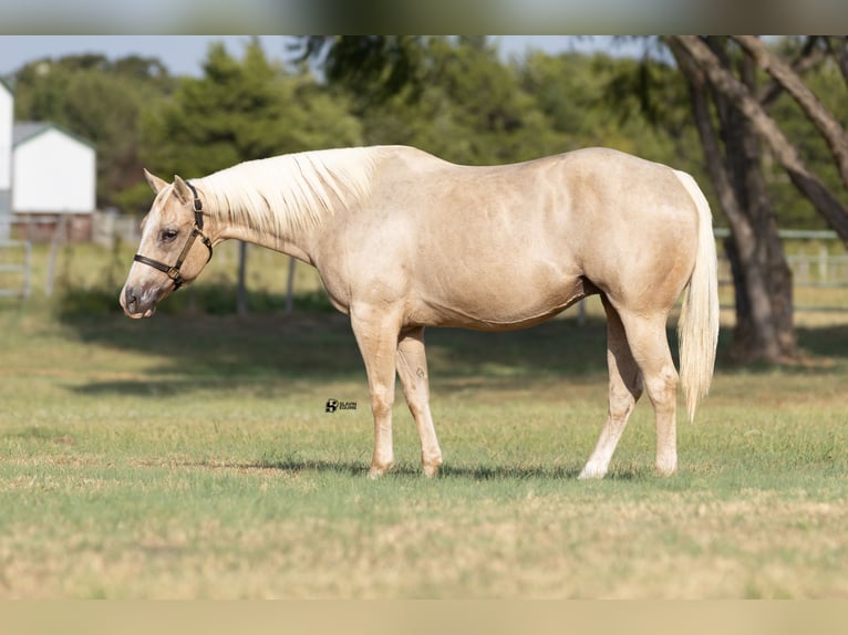 American Quarter Horse Stute 19 Jahre 152 cm Palomino in Whitesboro