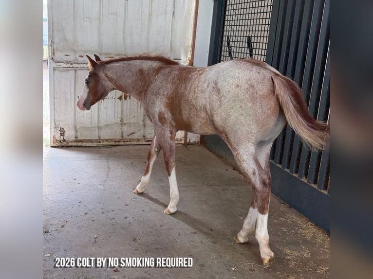 American Quarter Horse Stute 19 Jahre 152 cm Palomino in Whitesboro