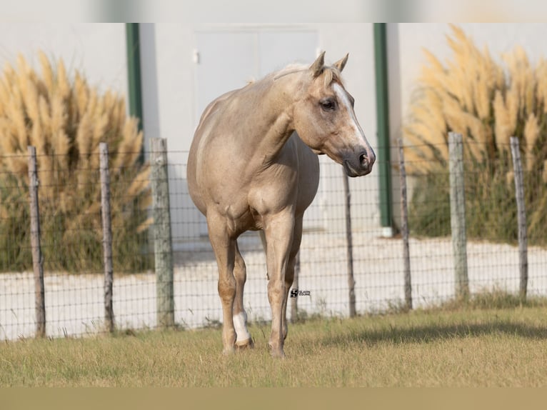 American Quarter Horse Stute 19 Jahre 152 cm Palomino in Whitesboro