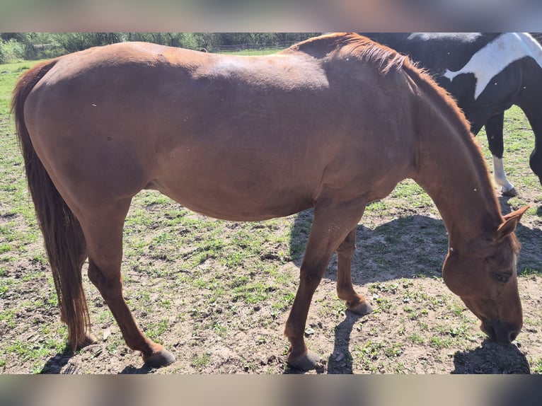 American Quarter Horse Stute 19 Jahre 154 cm Fuchs in Fehl-Ritzhausen