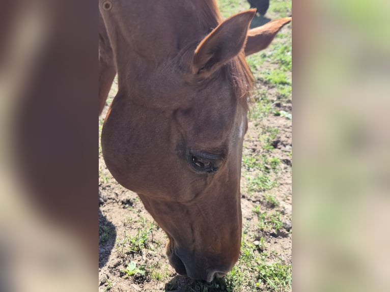 American Quarter Horse Stute 19 Jahre 154 cm Fuchs in Fehl-Ritzhausen
