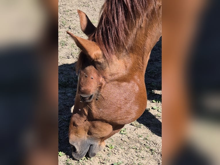 American Quarter Horse Stute 19 Jahre 154 cm Fuchs in Fehl-Ritzhausen