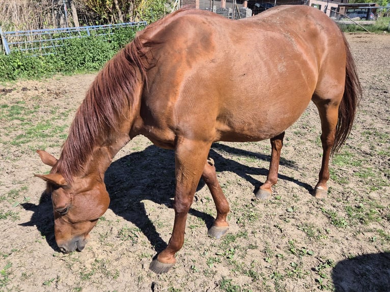 American Quarter Horse Stute 19 Jahre 154 cm Fuchs in Fehl-Ritzhausen