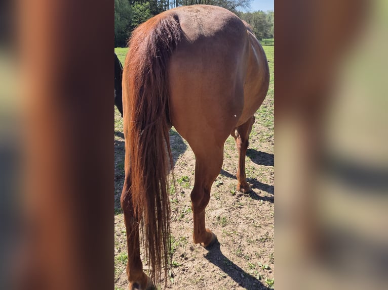 American Quarter Horse Stute 19 Jahre 154 cm Fuchs in Fehl-Ritzhausen