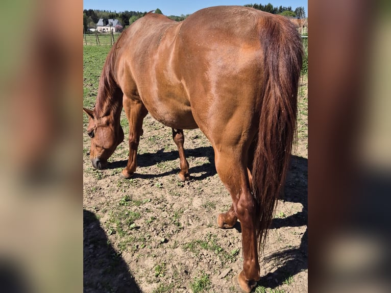 American Quarter Horse Stute 19 Jahre 154 cm Fuchs in Fehl-Ritzhausen