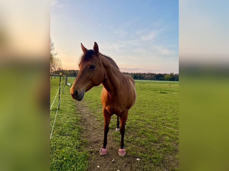 American Quarter Horse Stute 19 Jahre 157 cm  in Anzing / Garkofen