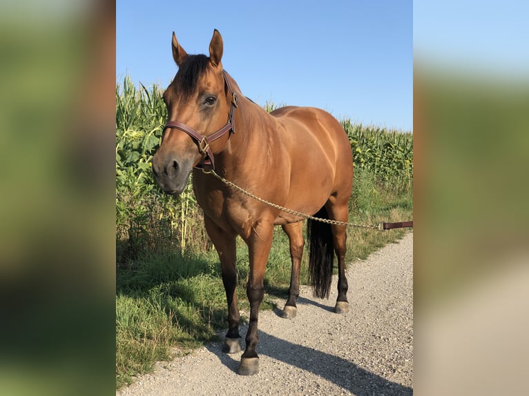 American Quarter Horse Stute 19 Jahre 157 cm  in Anzing / Garkofen