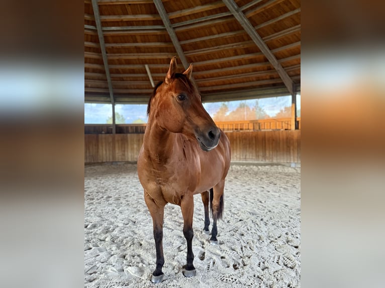 American Quarter Horse Stute 19 Jahre 157 cm  in Anzing / Garkofen