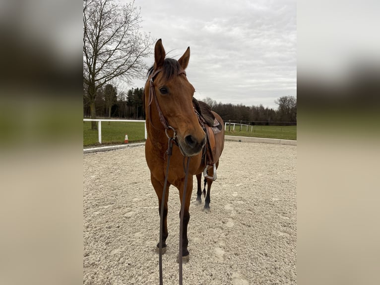 American Quarter Horse Stute 19 Jahre 157 cm  in Anzing / Garkofen