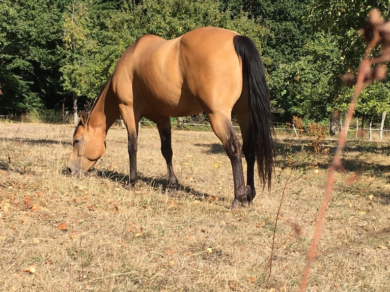 American Quarter Horse Stute 19 Jahre Buckskin in Merzig