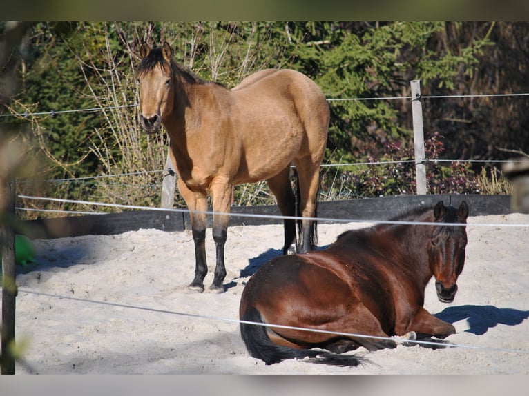 American Quarter Horse Stute 19 Jahre Buckskin in Merzig