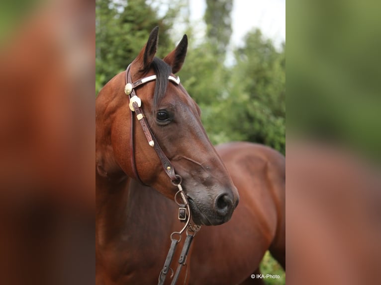 American Quarter Horse Stute 19 Jahre Buckskin in Merzig