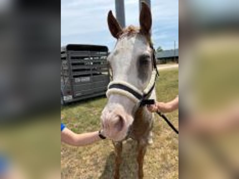 American Quarter Horse Stute 19 Jahre Roan-Red in Pflugerville