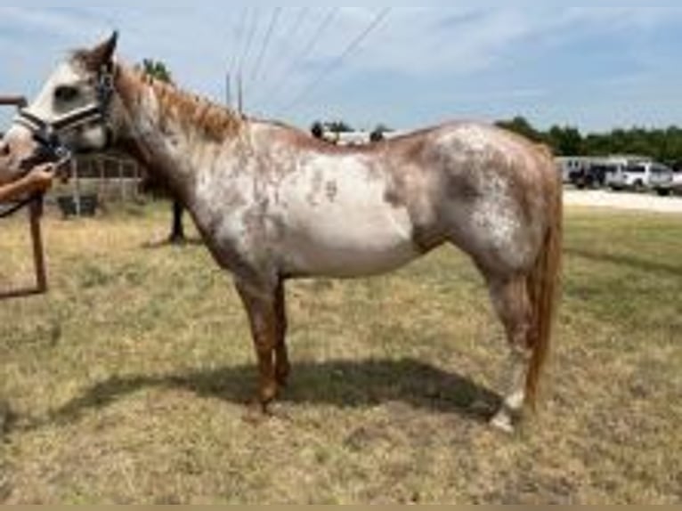 American Quarter Horse Stute 19 Jahre Roan-Red in Pflugerville