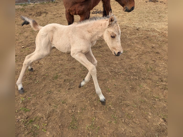 American Quarter Horse Stute 19 Jahre  in Neukirchen bei Sulzbach-Rosenberg