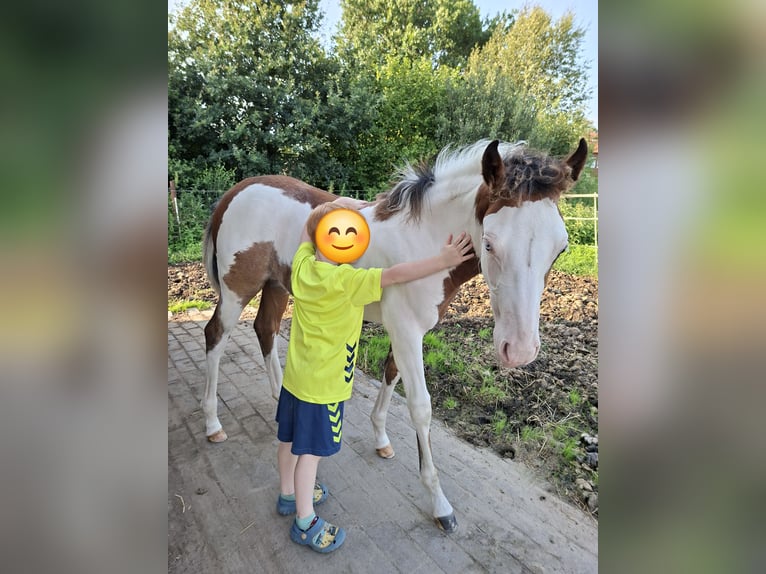 American Quarter Horse Mix Stute 1 Jahr 130 cm Schecke in Twist