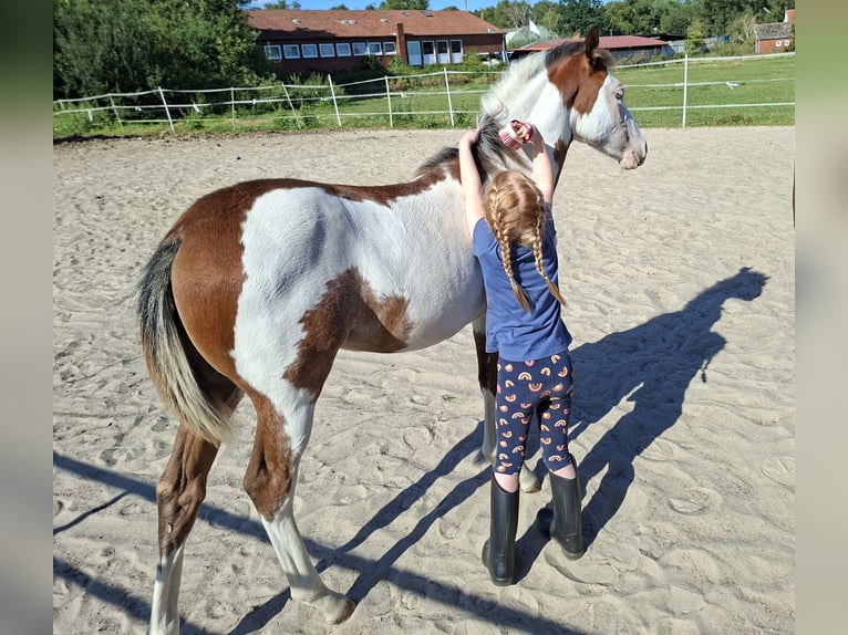 American Quarter Horse Mix Stute 1 Jahr 130 cm Schecke in Twist