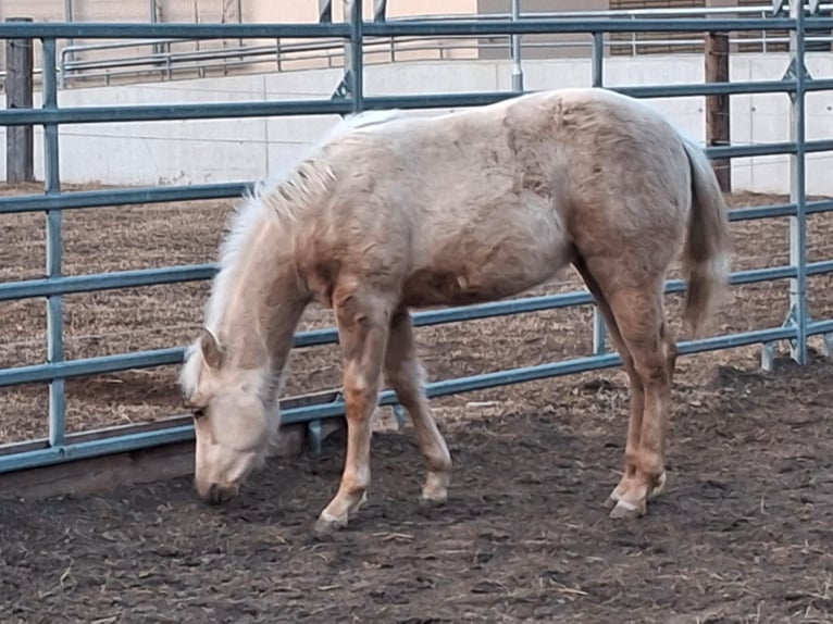 American Quarter Horse Stute 1 Jahr 135 cm Palomino in Steinach am Brenner