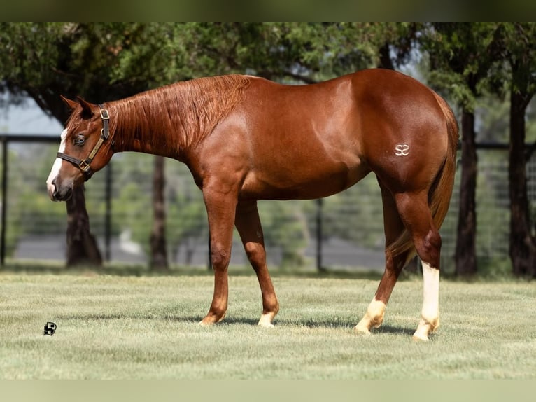 American Quarter Horse Stute 1 Jahr 135 cm Rotfuchs in Whitesboro, TX