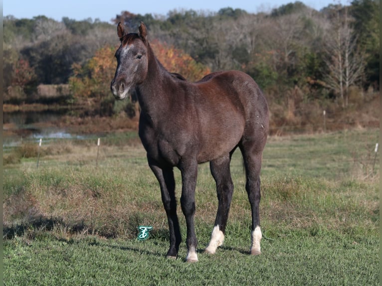 American Quarter Horse Stute 1 Jahr 135 cm Schimmel in Carthage, TX