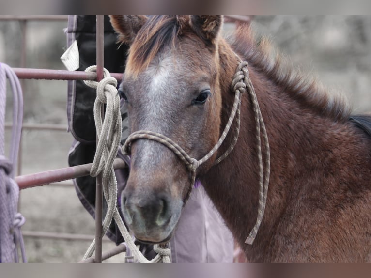 American Quarter Horse Stute 1 Jahr 135 cm Schimmel in Carthage, TX