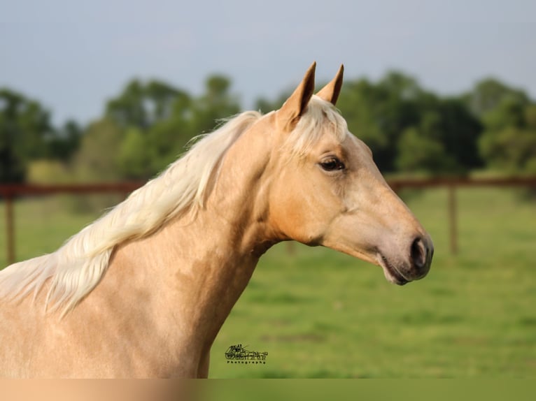 American Quarter Horse Stute 1 Jahr 137 cm Palomino in Canton, TX