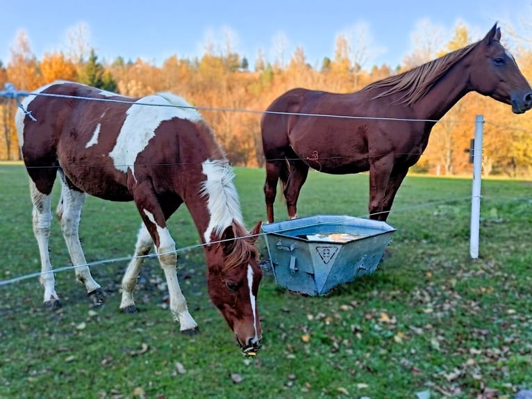 American Quarter Horse Stute 1 Jahr 140 cm Rappe in Raczkowa