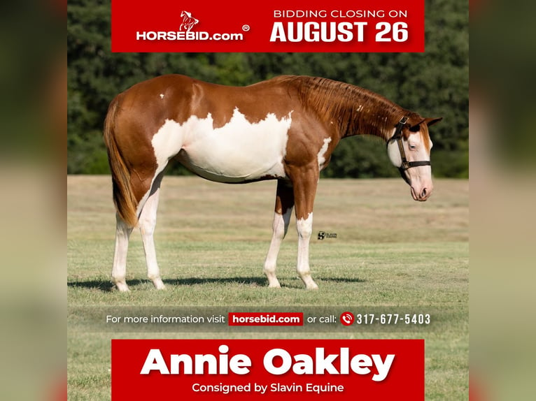 American Quarter Horse Mix Stute 1 Jahr 140 cm Rotfuchs in Whitesboro