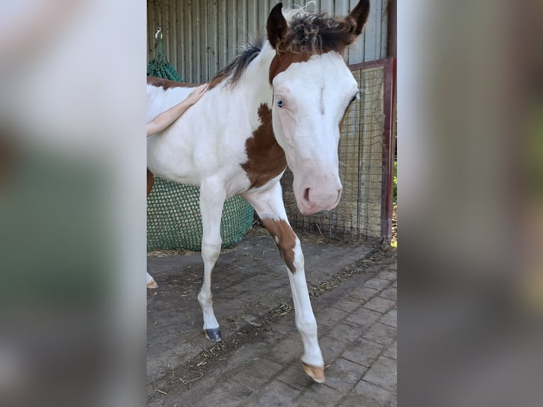 American Quarter Horse Mix Stute 1 Jahr 140 cm Schecke in Twist