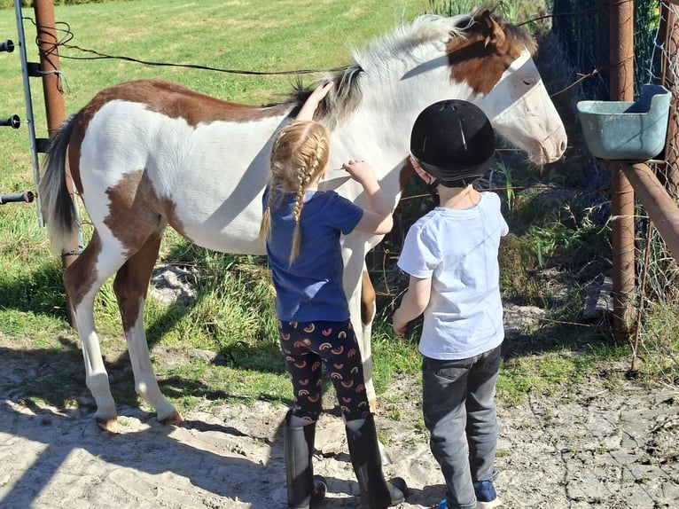American Quarter Horse Mix Stute 1 Jahr 140 cm Schecke in Twist