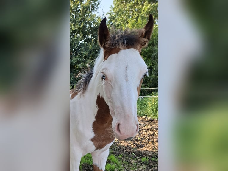 American Quarter Horse Mix Stute 1 Jahr 140 cm Schecke in Twist