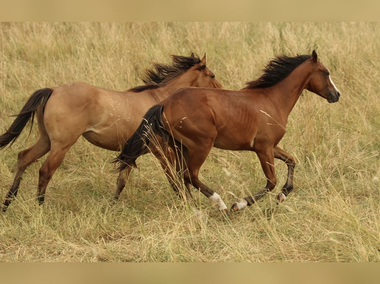 American Quarter Horse Stute 1 Jahr 142 cm Brauner in Waldshut-Tiengen