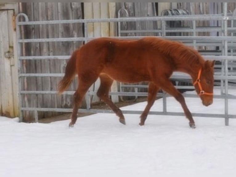 American Quarter Horse Stute 1 Jahr 144 cm Fuchs in Mehlmeisel