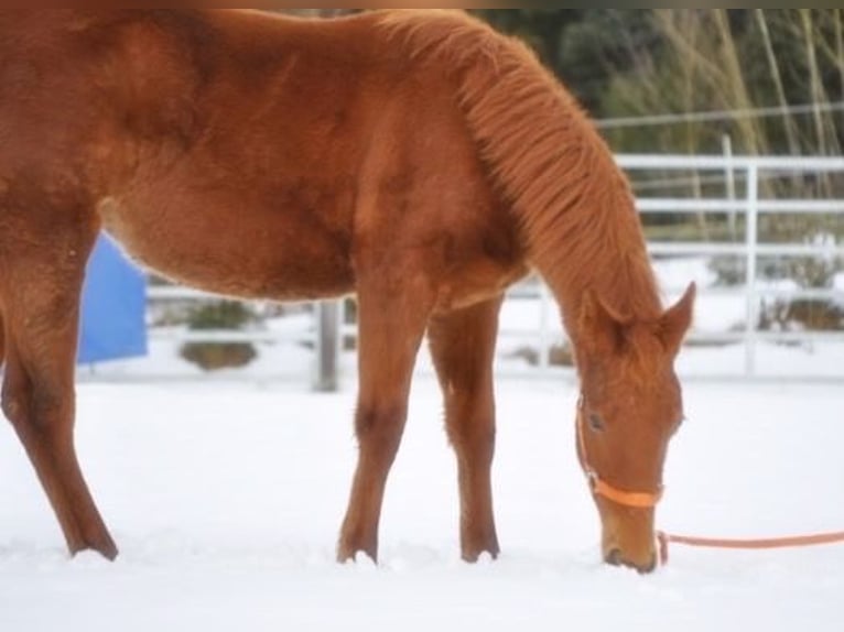 American Quarter Horse Stute 1 Jahr 144 cm Fuchs in Mehlmeisel