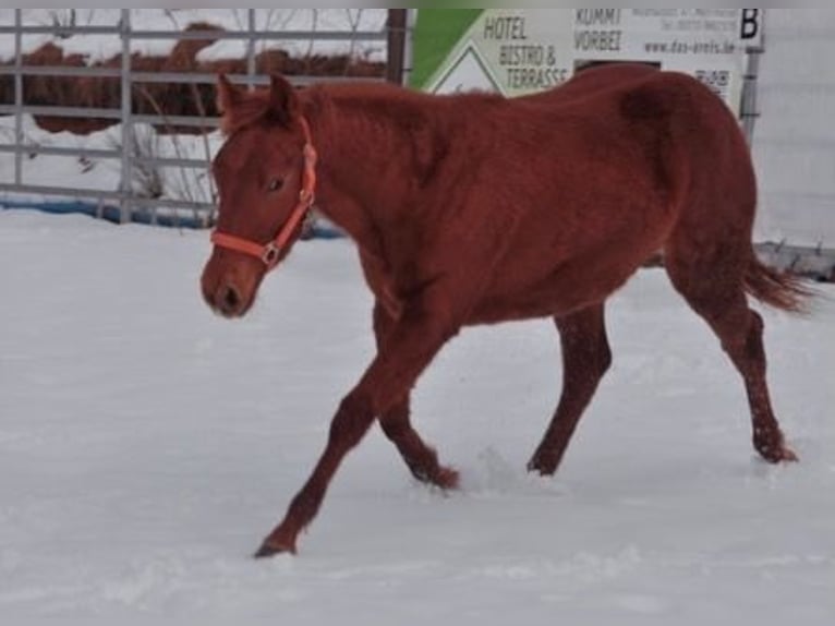American Quarter Horse Stute 1 Jahr 144 cm Fuchs in Mehlmeisel