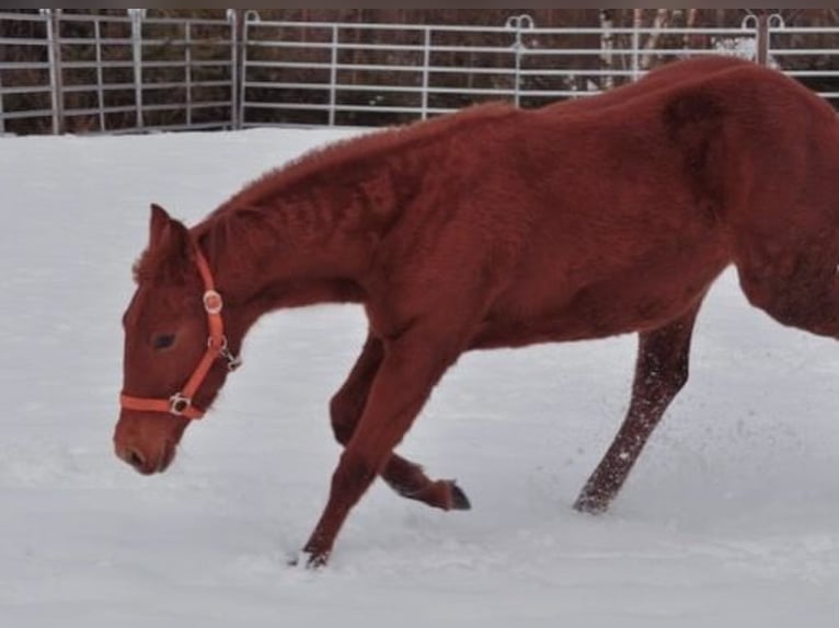 American Quarter Horse Stute 1 Jahr 144 cm Fuchs in Mehlmeisel