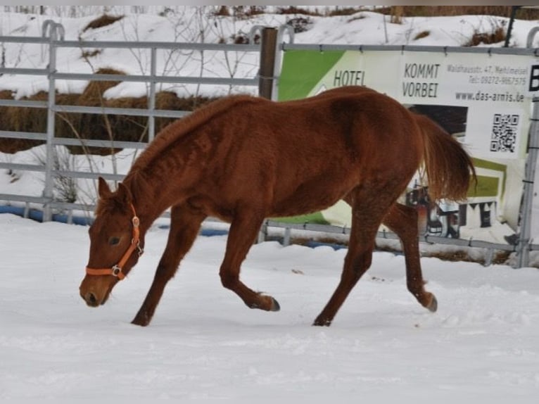 American Quarter Horse Stute 1 Jahr 144 cm Fuchs in Mehlmeisel
